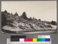 The Deer brush-Juniper type of range, north of Ager, California. Winter range. Carrying capacity low. T 46 N. R 6 W. Mt. Diablo Meridian, Sec. 1