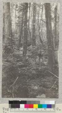 Top of Mount Clingman, N. C. In spruce-balsam type. Ertel