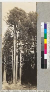 (Panoramic). Second Growth Redwood sprout camp. Guernewood Park, California. Parent stump 4' in diameter. Sprouts include 2-24", 1-14" (cut), 1-16" (cut), 1-15" (cut), 1-24", 1-33", 1-14" (cut). 125' high. Tops on 6524-5. 3-18-39. E. F