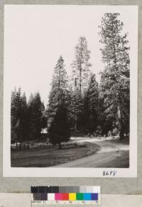 Ponderosa pines, white firs, Incense cedars at edge of meadow. Sequoia Guard Station near Whitaker's Forest. August 1953. Metcalf