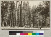 A mixed forest of Aspen, Cottonwood, and Jeffrey pine at the intersection of the Mono road with Mill Creek. Elevation 6273'; situated NE corner Section 12 T 5 N R 18 E. June, 1925