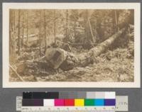 Tahoe sales, 1914. Sierra Nevada Wood and Lumber Company. Sanitation clause study. Measuring a white fir. Long butted due to rot. Indian pain fungus