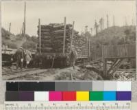 A car of tan-oak bark (Lithocarpus densiflora) being shipped out from 10-mile River to Fort Bragg, Union Lumber Company operation. Fall, 1922