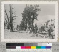 White Mountains Inyo County, looking north. Elevation: 12,500. Showing limit of tree growth: scattered stand. Pinus aristata - showing typical killing of bark and cambium in south side. A good view of the White Mountains. Photo by R. E. Burton, September 1954