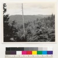 Redwood region. Looking south from Sherwood Road in about Sec. 32 T19N R16W. Heavy reproduction. Branch of Noyo River. 6-22-43 E.F