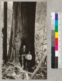 Redwood Utilization Study. Tree #30, a goose pen. The hole runs 20 feet into the butt log. At the 5 foot stump, the tree measured 102 inches. At 20 feet above the stump, the diameter was only 73 inches. Despite the large hole in the tree, there was very little rot above the butt log. Standing in the opening are G. P. Davies, who assisted in the study, and Orrin Barnes, one of the choppers. See also #4631 and 4633. July 1928, E.F