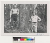 Cascade Head Exp. Forest. Berntsen of US Forest Service and Zivnuska of Cal. A 100 yr. hemlock and good sword fern in area logged by horses. Fern pickers pay rent here of $20.00 per half section per yr. Ferns sell at Otis, Oregon at 14 cents a bundle of 50. Rent of this kind is unusual. Metcalf. October 1952
