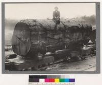 Portion of Karri (Eucalyptus diversicolor) log on truck at State Saw Hills, Nos. 2 and 3, at Pemberton, Western Australia