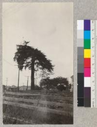 Redwood. An umbrella-topped tree on Myrtle Ave., Eureka, California. About 60" diameter at breast height and about 60' high. View from East. E. Fritz, June 1929