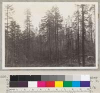 Redwood selective logging. Pacific Lumber Company. Monument Creek. Landing #4 on railroad lateral north side of canyon. Logged by tractors to a high lead (Diesel) roader, 1/4 mile deep. Slash well broken up, not deep. Bunched in spots. May not have to burn slash. 1/29/39. E. F