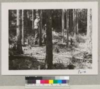 Sequoia gigantea plot on the west side, Whitaker's Forest after thinning 1949. Photo Aug. 1951. Metcalf