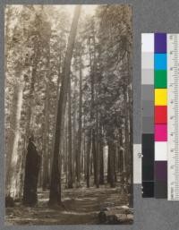 On Bear Creek road, about 1/2 mile from Califorest Camp. Mixed stand--200 years, 150,000 board feet per acre. August, 1920. E.F