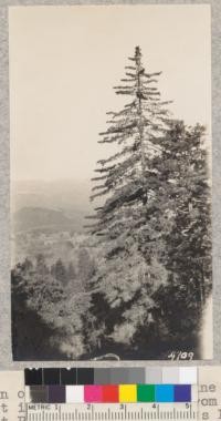 Crown of a vigorous sugar pine with Pinehurst in the background. From General Grant Park road near Logger's Point