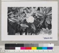 Magnolia grandiflora - detail of flowers and leaves. Capitol Park. July 1952. Metcalf