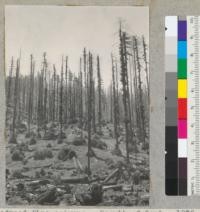 Redwood fire columns. Result of Sept. 1936 fire at Camp Keller, Van Duzen River. Trunk and basal sprouts on reserve trees. Many redwoods killed. Area was seeded to grass in early 1937. View from a lage stump to east of road on the flat near first landing