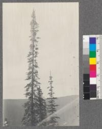 Crowns of 2 Alpine Firs (Abies lasiocarpa). Elevation 5900 between lines 12 and 13 East American Creek