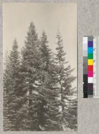 Crowns of red fir (Abies magnifica) with cones. 8000' elevation near Buck Rock lookout, Sequoia National Forest. Sept. 25, 1927. Metcalf