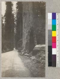 A hollow redwood on highway one mile N. of Dyerville, California. Hole 10' wide, at base 20' high. Tree is 9' in diameter above the butt swell. E. Fritz, June 1929