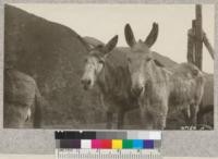 Intelligent interest on the part of two patient animals, San Dimas, Los Angeles County, February, 1926. Metcalf