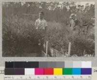 Redwood transplants in the nursery of Del Monte Forest. Sown spring, 1923, at Berkeley