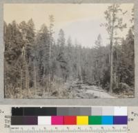 Redwood Region. Looking along high lead "road" and into selective logging area, from Hollow Tree Road, below Hale's Grove. Rockport Redwood Company. 6-4-40. E. F