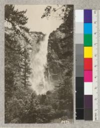 Douglas Fir (Left) and California Black Oak (right) framing Bridal Veil Falls, Yosemite Valley, with a Canyon Live Oak in the foreground. The latter species is very abundant on the steep slopes surrounding the valley. Metcalf, 1925