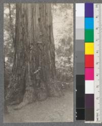 Group of Redwoods in Big Basin State Redwood Park. "Mother Tree" 21 ft. diameter, 330 ft. height