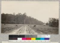 A 60 year old stand of "old field" pine near Crossett, Arkansas (principally loblolly and shortleaf). E.F. April, 1929