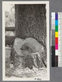 Trunk of a digger pine in which an old prayer book was found. This book had been in the tree since the early '50s and was removed by Mr. L. Blochman in August, 1921. The tree grew near the Cathay Valley, Mariposa County. The holes in the bark are for storage of acorns by woodpeckers