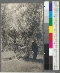 Humphrey Pilkington of Santa Cruz in the 1911 planting of blue gums. Grove of the Forestry Corporation, near Chittenden, April, 1918