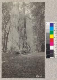 The Gifford Pinchot Tree in Muir Woods, Marin County. Men of Short Course, Feb. 1922