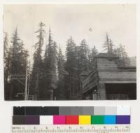Redwood. Tree tops in N. D. G. W. [Native Daughters of the Golden West] Grove, south edge of Weott. View from just north of McKee's unfinished service station at S.E. corner of "Coffee Pot" restaurant. 6:15 p.m. 3 views, panoramic. 7-17-40, E.F