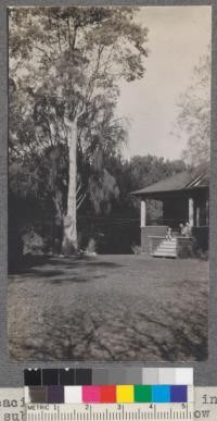 Plot B. Acacia decurrens dealbata in foreground. Casuarina suberosa? behind it. Row of Pinus pinea in background. Met. Jan. 1918