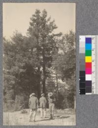 Grasovsky and Lott gathering seed from 35 year old redwood sprouts on poor site along Los Gatos Highway. Those in foreground left to right, Gibbs, Monroe, Edwards. October, 1922