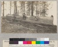 Redwood Project. Waste in tree 1146, log 5. A number 4 log left behind as not good enough. Sound but partially shivered inside. E. Fritz, Nov. 1929