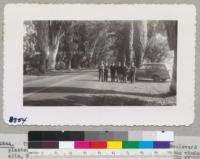 The inspection party of foresters enjoy Kearney Boulevard planted in 1893 by Theodore Kearney near Fresno. Eucalyptus viminalis, Washingtonia filifera and Oleanders. The trees are 50 years old and the finest row of eucalyptus in California. Metcalf