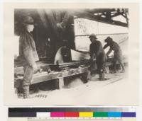 [No caption on photograph. Possibly shows members of the U.S. Army Signal Corps, Spruce Production Division (Spruce Squadron) and their logging operations in the Pacific Northwest during World War I.]