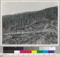 Redwood River. Tractor logged above. High lead logged below. In same winter 1949-50. Northern Redwood Lumber Company, north fork Mad River. 8-28-50