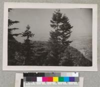 Abies cilicica and Cedrus libani (1650'). Mountains of Lebanon