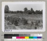 View of Crest Ranch plantation, Santa Cruz Country. (Howard Nielsen's Christmas tree plantation.) View is that looking from the Scots pines towards the house. Douglas firs in middle ground. September 1954