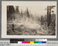 Tree being yarded entire except limbs and top. Whistle punk by forked cedar. Shows - main line, butt line and hook, back line and choker. Clio. Mill in distance. Feather River Lumber Company