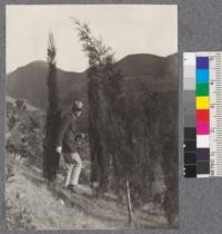 Italian Cypress above road in Strawberry Canyon. 1919