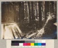 Thinnings in 2nd growth Redwood. Eddyville, Cal., 1923