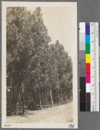 Eucalyptus globulus along the southwestern edge of the O.N. Munger tract at Callender. Shows west edge of grove at point of measurement of first line. This is the grove where weaklings and shrubs were girdled in an attempt to thin the grove. San Luis Obispo County, California. May, 1916