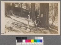 The S.E. corner of Whitaker's Forest and blaze on white fir. Set by Pratt and Metcalf, August 1915. Some of the largest sequoias on the tract are near this corner and a large group is just outside to the south and east. The understory is a good stand of white fir and incense cedar