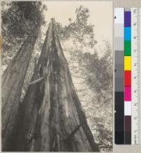 Redwood Region. Redwood tree about 8' diameter at breast height struck by lightning in May 1936 and slabbed from top to bottom. See also 6048. 8-10-36. E.F