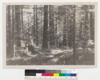 Douglas fir 40 year plantation. Buck Creek Planting (Snoqualmie National Forest - Now Mt. Baker Forest). Planted Oct. 1912. Herb Plumb, one of the planters, in picture. Photographed Sept. 28, 1952. Photo by Carl Nordstron, Issaquah, Wash