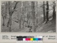 Douglas fir second-growth timber at Howard Forest, Mendocino County. 1935. Metcalf