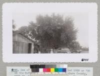 One of the young cork oaks planted 1929 or '30 on the Rufus Henry place, Cutler, Tulare County, with Mr. & Mrs. Henry in the picture. Measured 15.6" diameter outside the bark at 4 ft. below fork and 14.5" after stripping. Yield of cork 29 pounds from 6.5 ft. of length