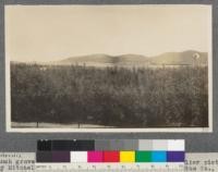 Eucalyptus tereticornis. Home ranch grove of grey gums from top of tank. See earlier picture taken by Mitchell from this spot in 1912. Pratt Eucalyptus Company, Menifee Valley, Riverside County, California. This grove badly damaged by frost and snow. May, 1916